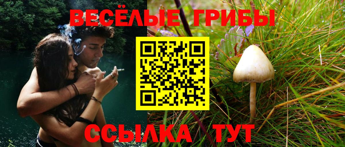 Галлюциногенные грибы Psilocybine cubensis  Вход с VPN  Шебекино 